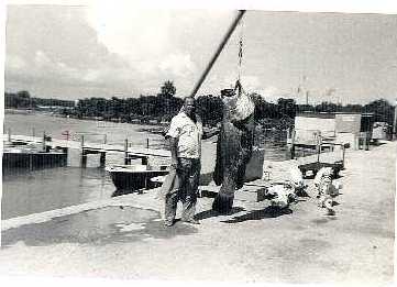 Goliath grouper weighed in, decades ago in the Keys