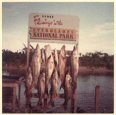 A stringer of snook from an early Ana Banana trip